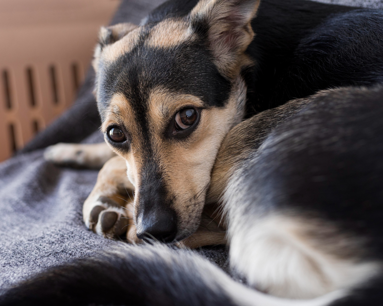 Köpek Beden Dili Davranışları ve Anlamları 6 İnceden Ağlama: Köpek Beden Dili