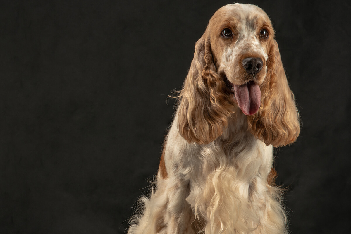 Büyümeyen Küçük Irk Köpek Cinsleri ve Özellikleri 15 İngiliz Cocker Spaniel