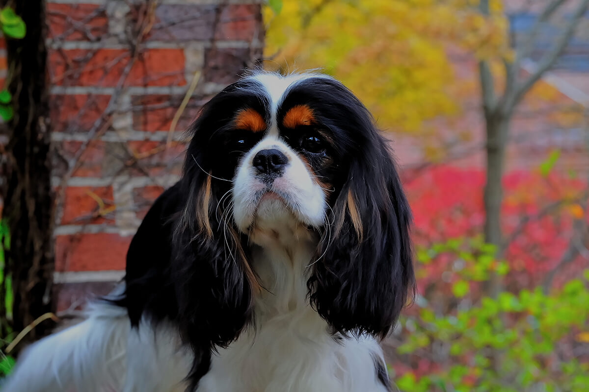 Büyümeyen Küçük Irk Köpek Cinsleri ve Özellikleri 28 Japanese Chin