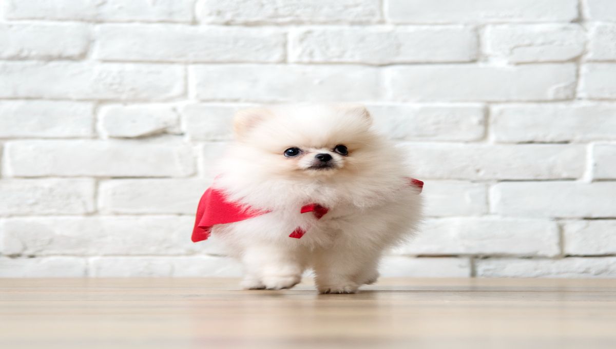 Japon Spitz 3 Japon Spitz Evde Bakılır M?
