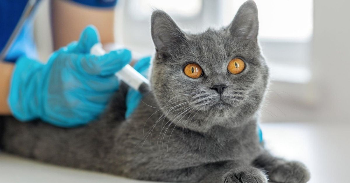 Kedi Aşı Fiyatları 2 Kedi Aşı Fiyatları Listesi