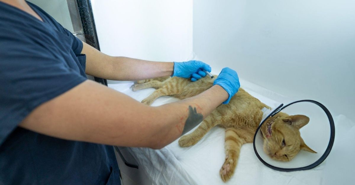 Kedi Aşı Fiyatları 3 Kedi Aşı Olmazsa Ne Olur?