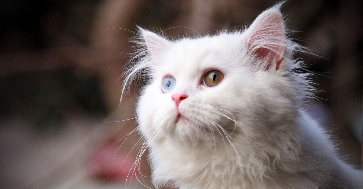 Kedilerde Hamilelik ve Doğum Süreci? 3 Kedi Doğumunda Yavrulara Dokunmak Zararlı mı?