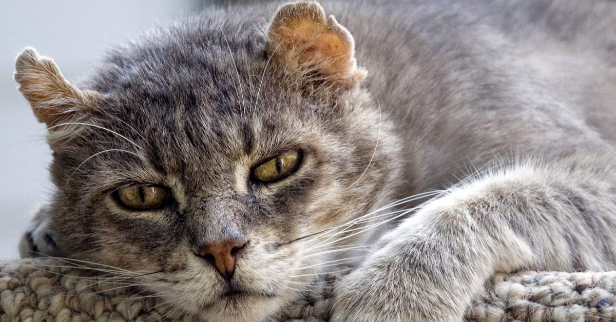 Kedilerde Diyabet 3 Kedilerde Şeker Hastalığının Tedavisi Nasıl Yapılır?