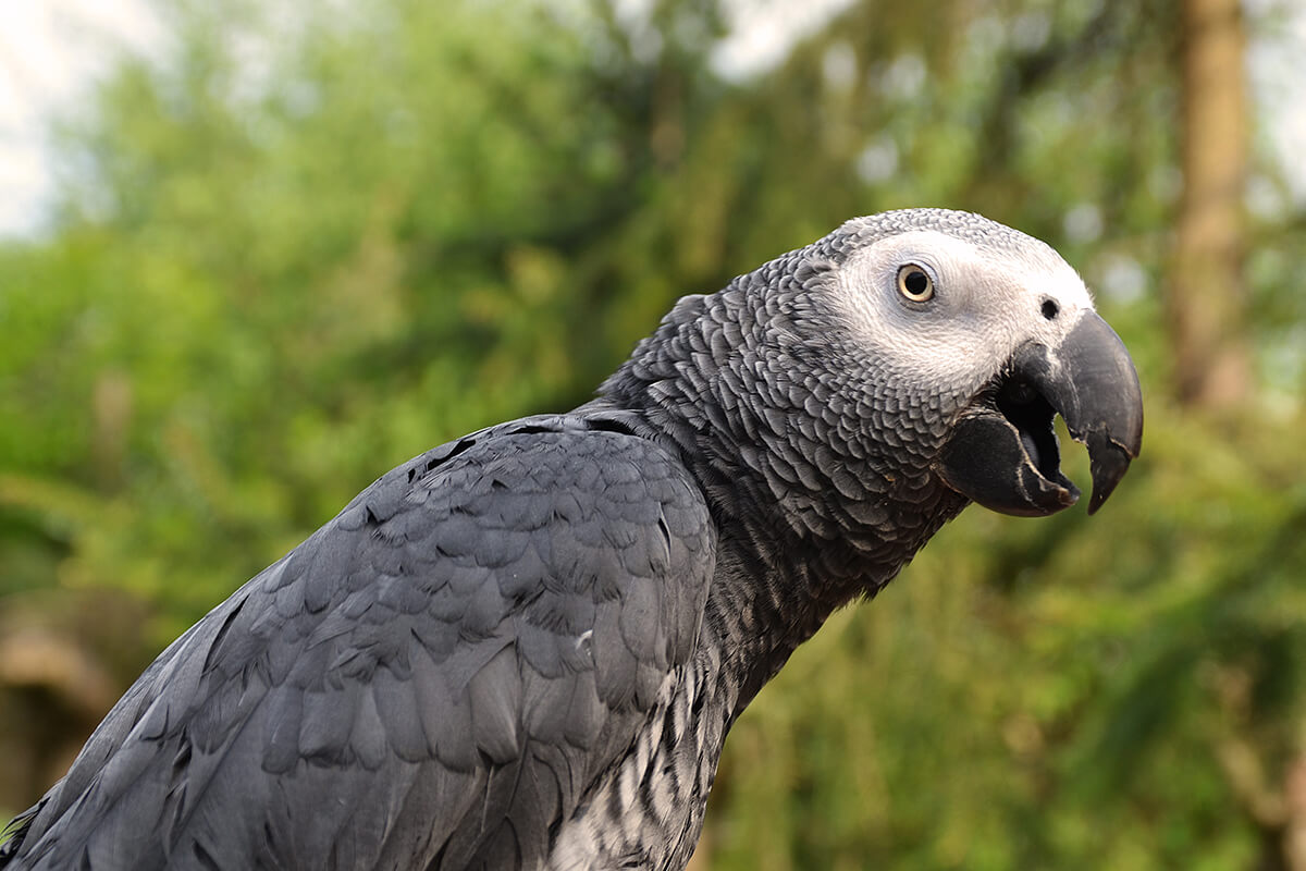 1. Kongo Afrika Gri Papağanı (Psittacus erithacus erithacus)
