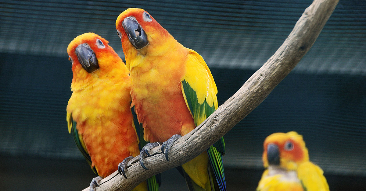 Konur Papağanı Fiyat
