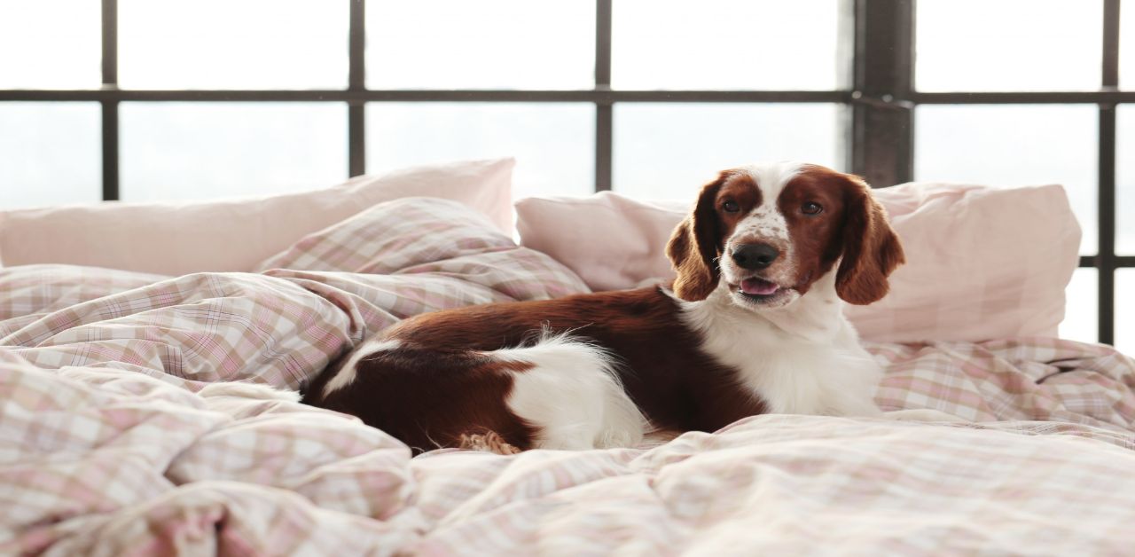 Köpek Beden Dili Davranışları ve Anlamları 3 Köpek Davranışları 2 Beden Dili