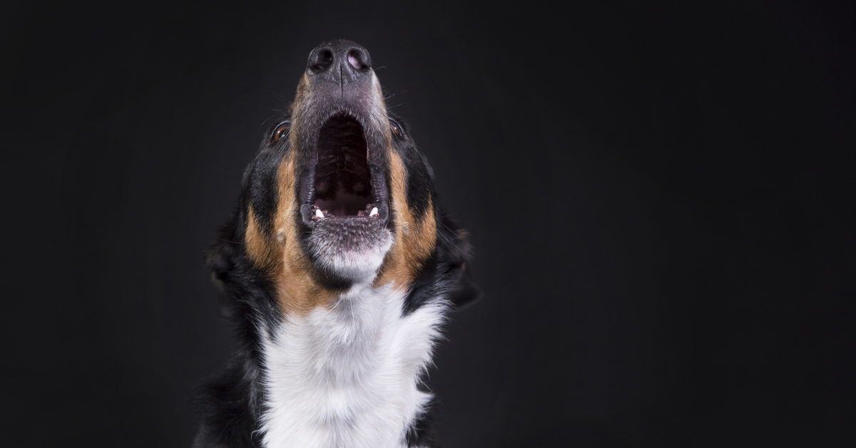 Köpek Uluması Nasıl Engellenir