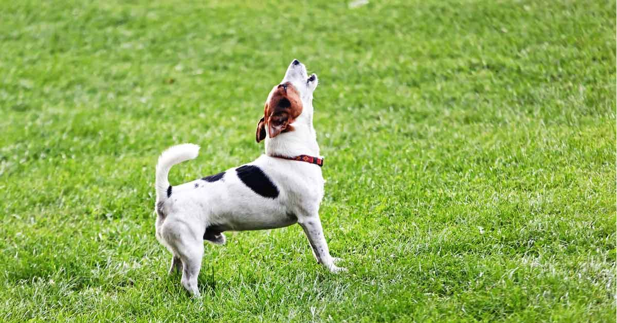 Köpek Uluması Neden Olur