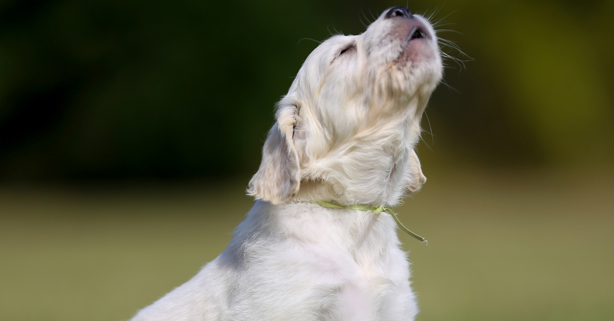 Köpek Uluması Neyin Habercisi

