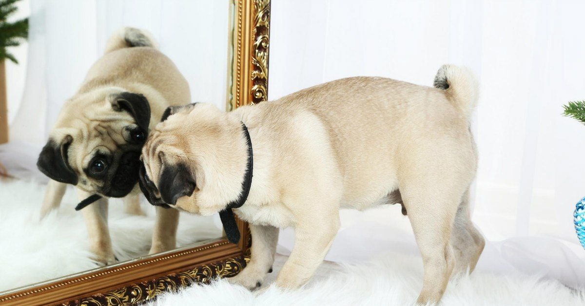 Köpekler Aynada Kendini Tanır mı? 