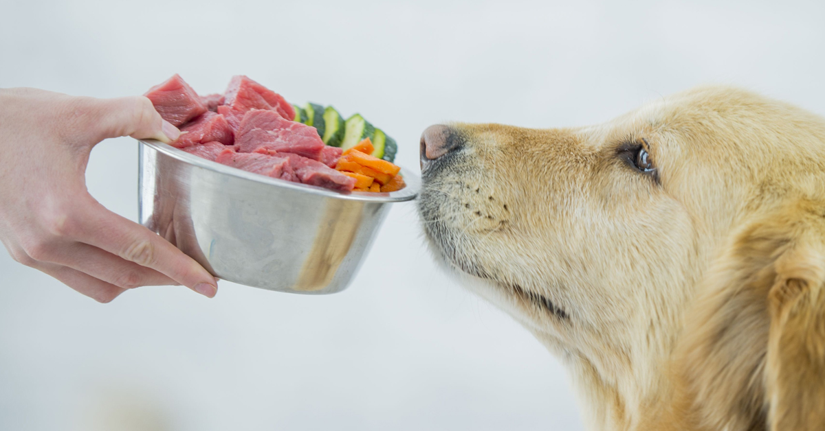 Köpekler İnsan Yemeği Olarak Ne Yer

