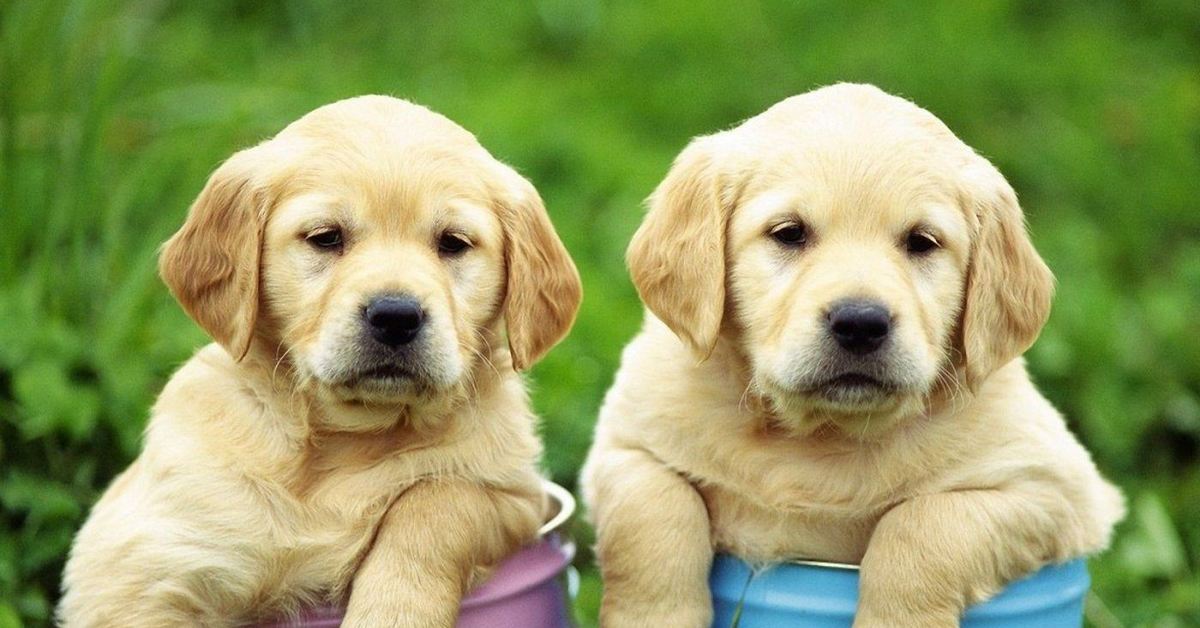 Köpekler Kuru Mama Dışında Ne Yer

