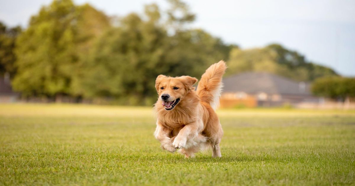 Köpekler Regl Olur mu/Köpeklerde Adet Kanaması Kaç Gün Sürer?