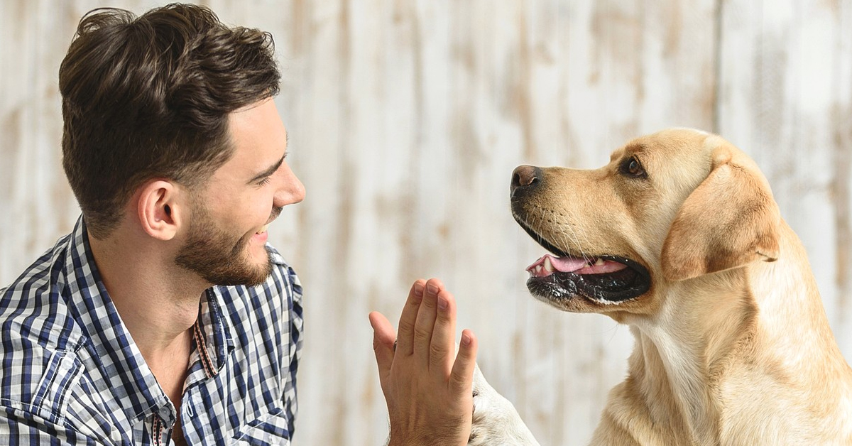 Köpekler Sahibini Ne Olarak Görüyor 