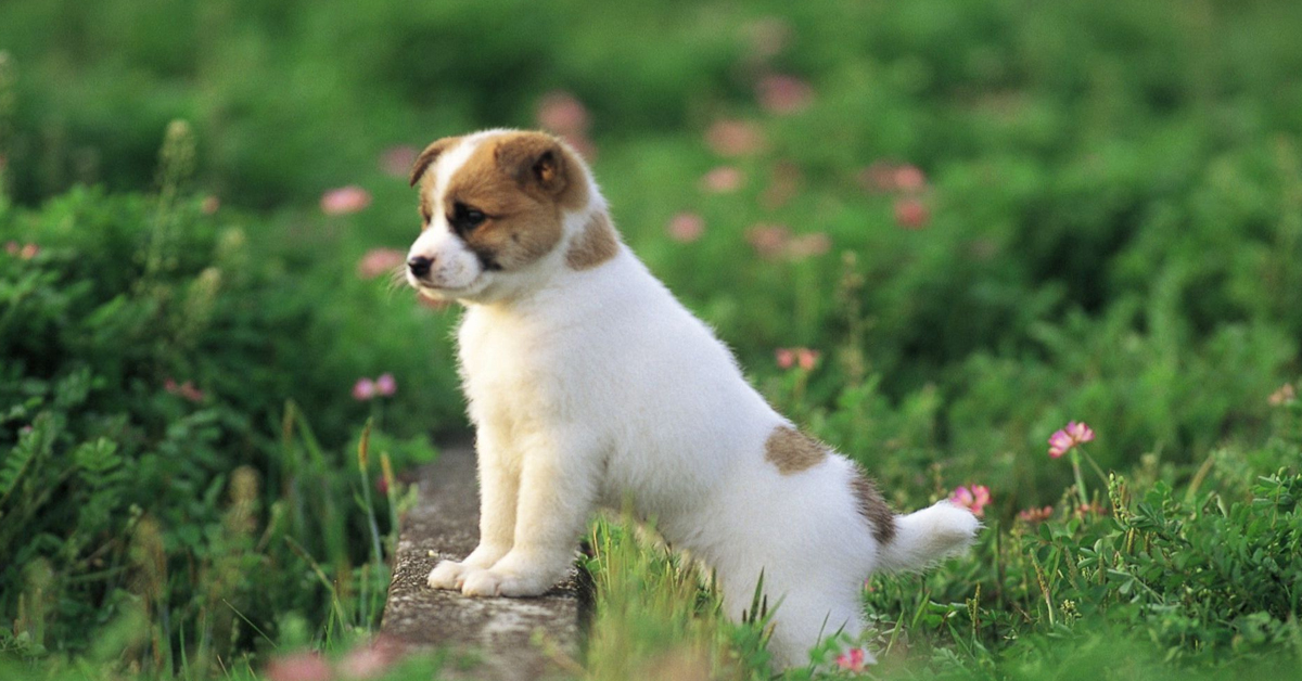 Köpekler Tek Çiftleşmede Hamile Kalır Mı