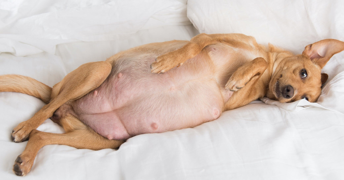 Köpekler Yılda Kaç Kez Doğurur