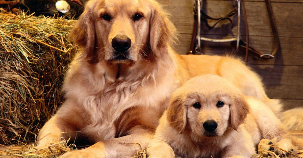 Köpeklerde çiftleşme nasıl olur

