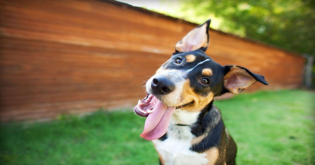 Köpeklerde Regl Dönemi Psikolojisi 