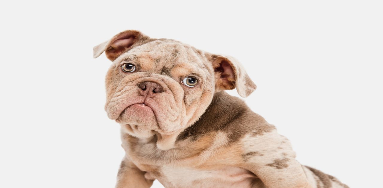 Köpek Beden Dili Davranışları ve Anlamları 8 Küsme Köpek Beden Dili