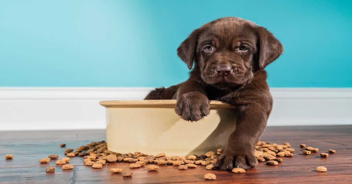 Labrador Irkı Beslenmesi Nasıl Olmalıdır?