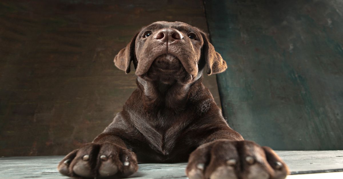 Labrador Retriever Özellikleri 3 Labrador Irkı Eğitim Süreçleri