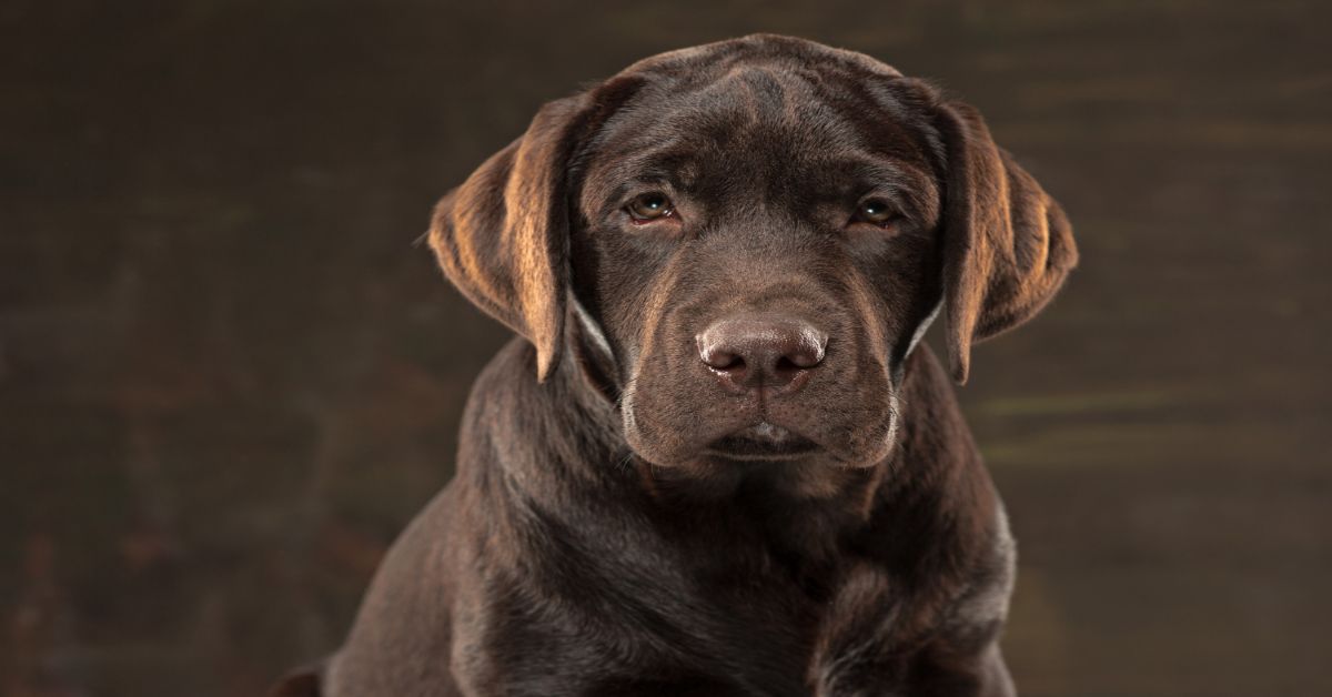 Labrador Retriever Özellikleri 2 Labrador Retriever Isırır mı?