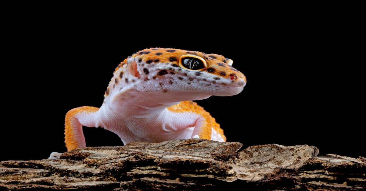 Leopard Gecko 