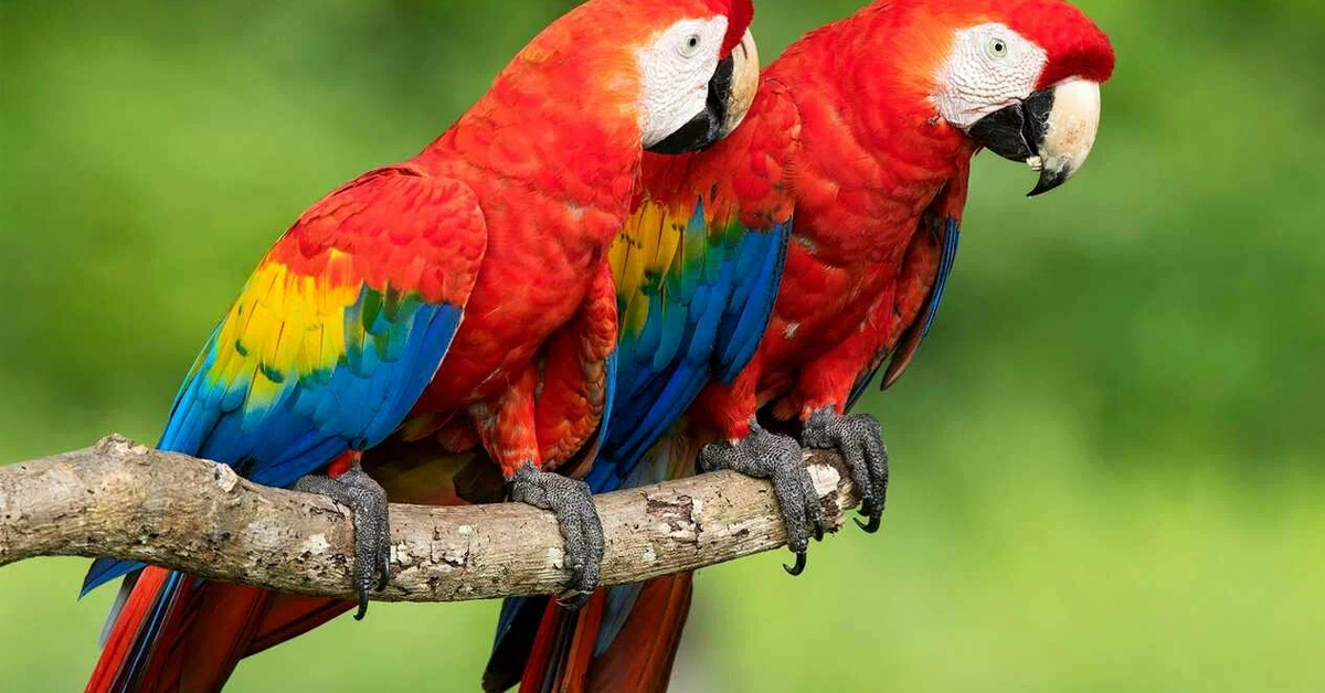 Macaw Papağanı Bakım Önerileri