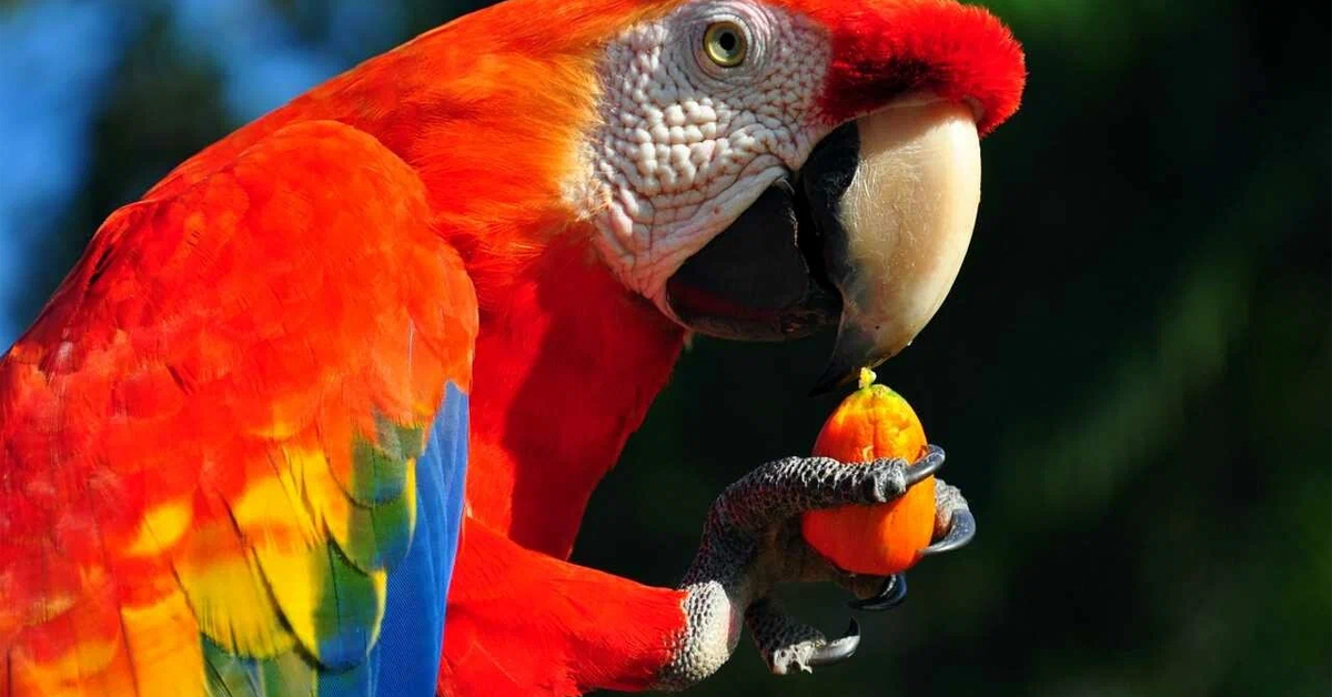 Macaw Papağanı Çeşitleri Nelerdir
