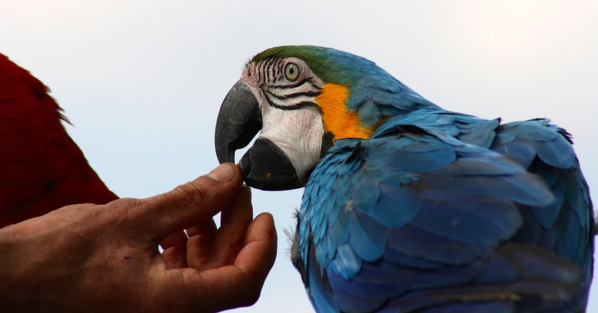 Macaw Papağanı Nasıl Beslenmeli 