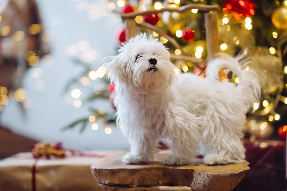 Büyümeyen Küçük Irk Köpek Cinsleri ve Özellikleri 5 Maltese Terrier