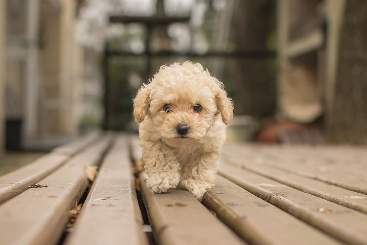 Büyümeyen Küçük Irk Köpek Cinsleri ve Özellikleri 29 Maltipoo