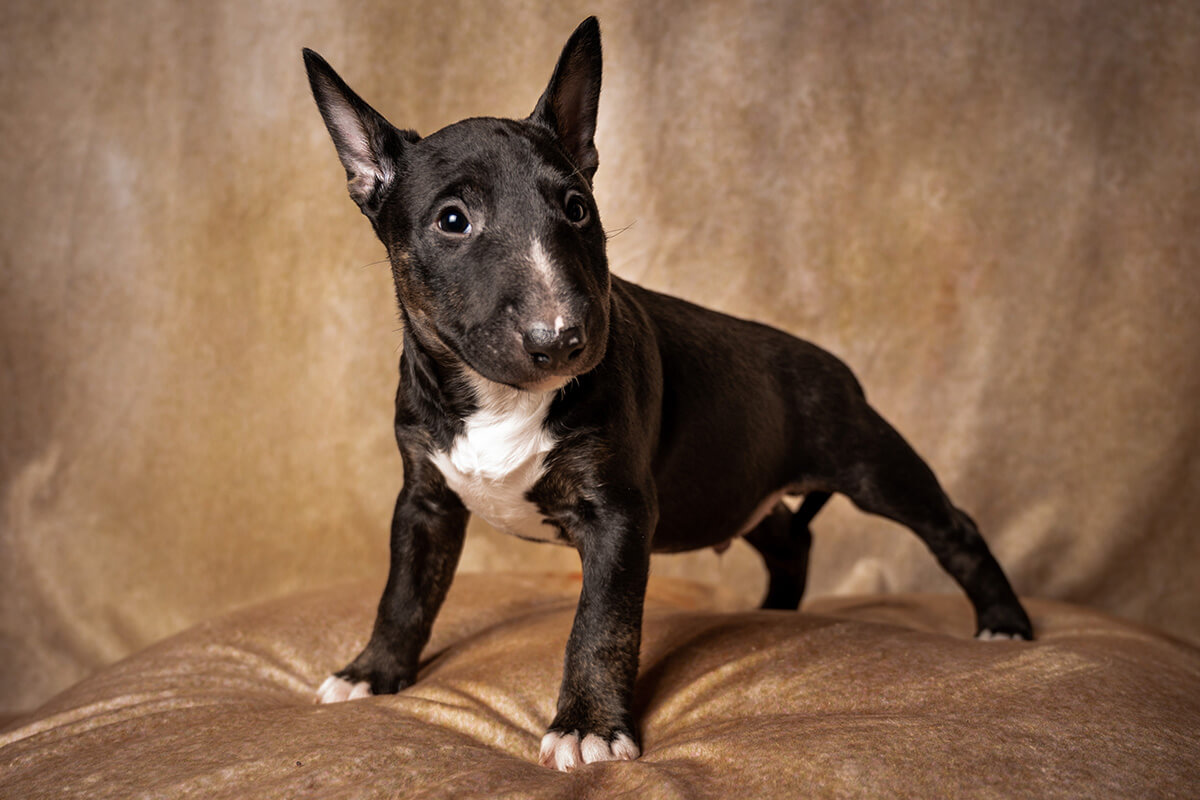 Büyümeyen Küçük Irk Köpek Cinsleri ve Özellikleri 23 Minyatür Bull Terrier