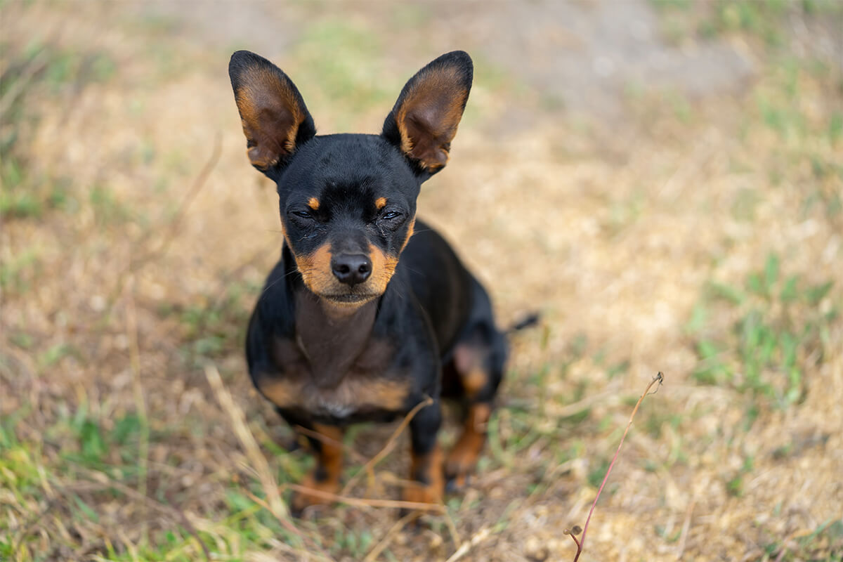 Büyümeyen Küçük Irk Köpek Cinsleri ve Özellikleri 21 Minyatür Pinscher