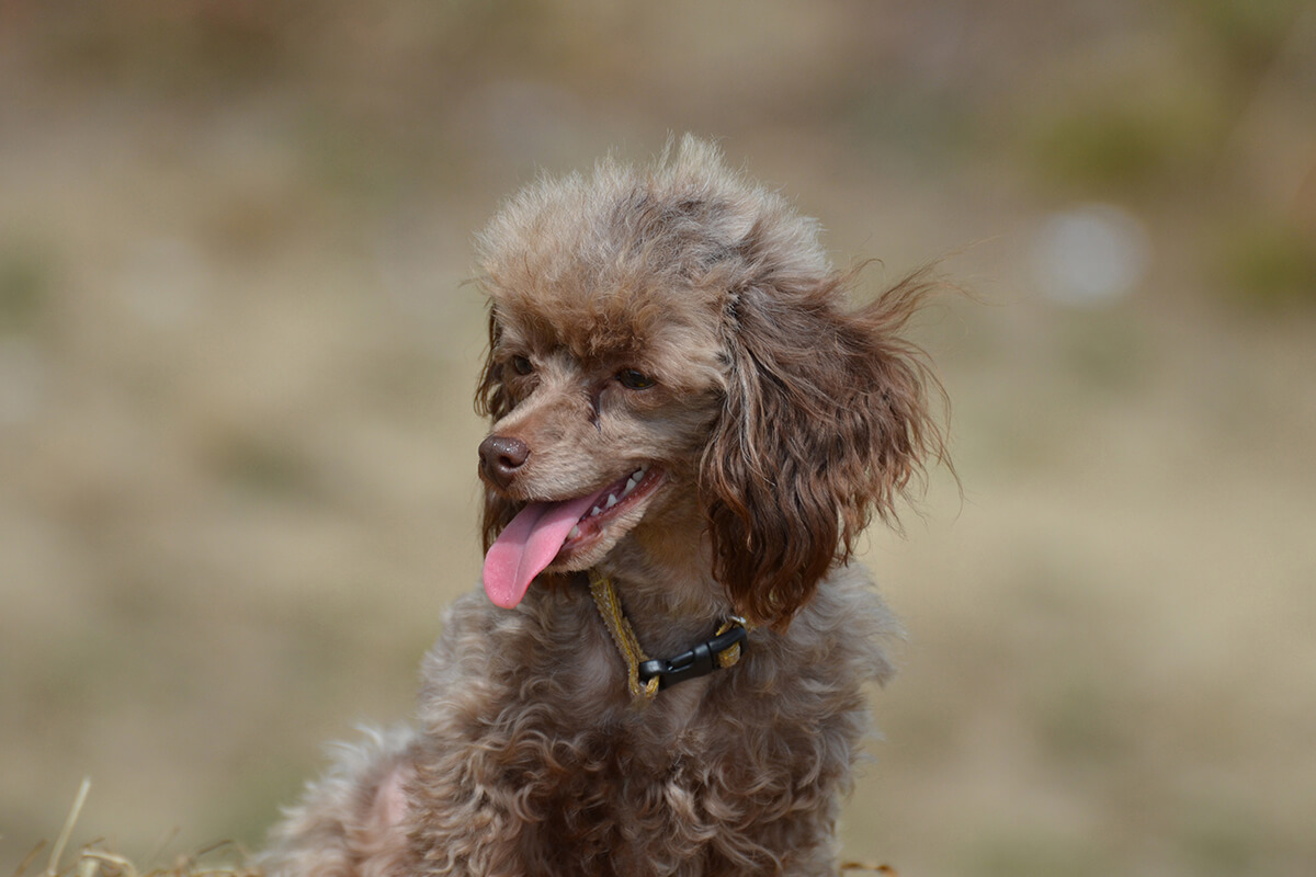 Büyümeyen Küçük Irk Köpek Cinsleri ve Özellikleri 24 Minyatür Poodle