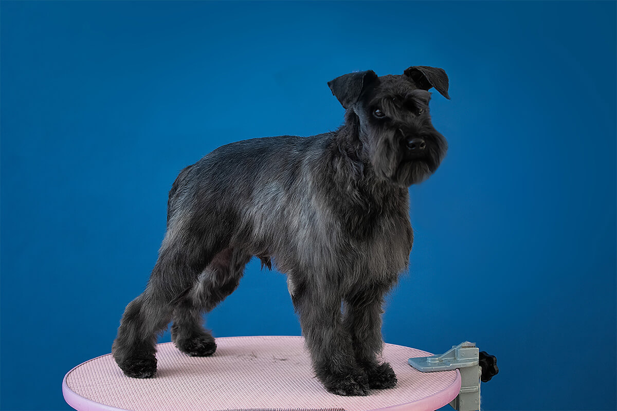 Büyümeyen Küçük Irk Köpek Cinsleri ve Özellikleri 22 Minyatür Schnauzer