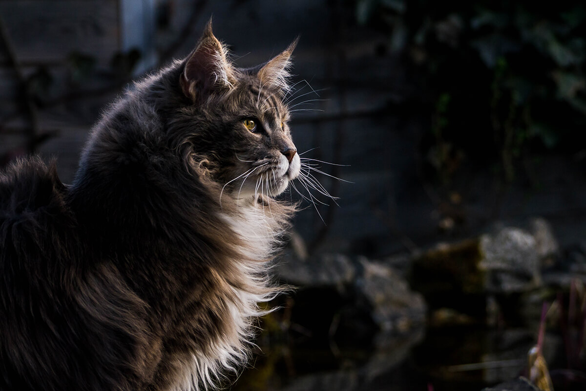 Mitolojik Kedi İsimleri