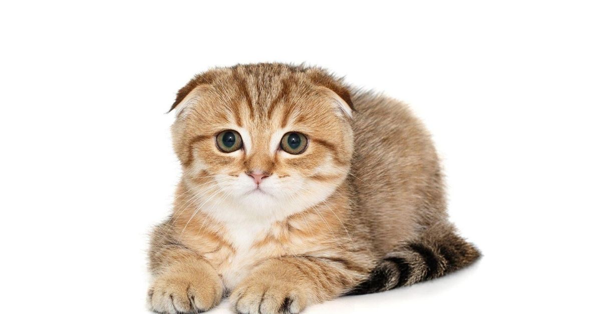 Munchkin Özellikleri ve Bakımı 4 Munchkin Kedisi Tüy Döker Mi?