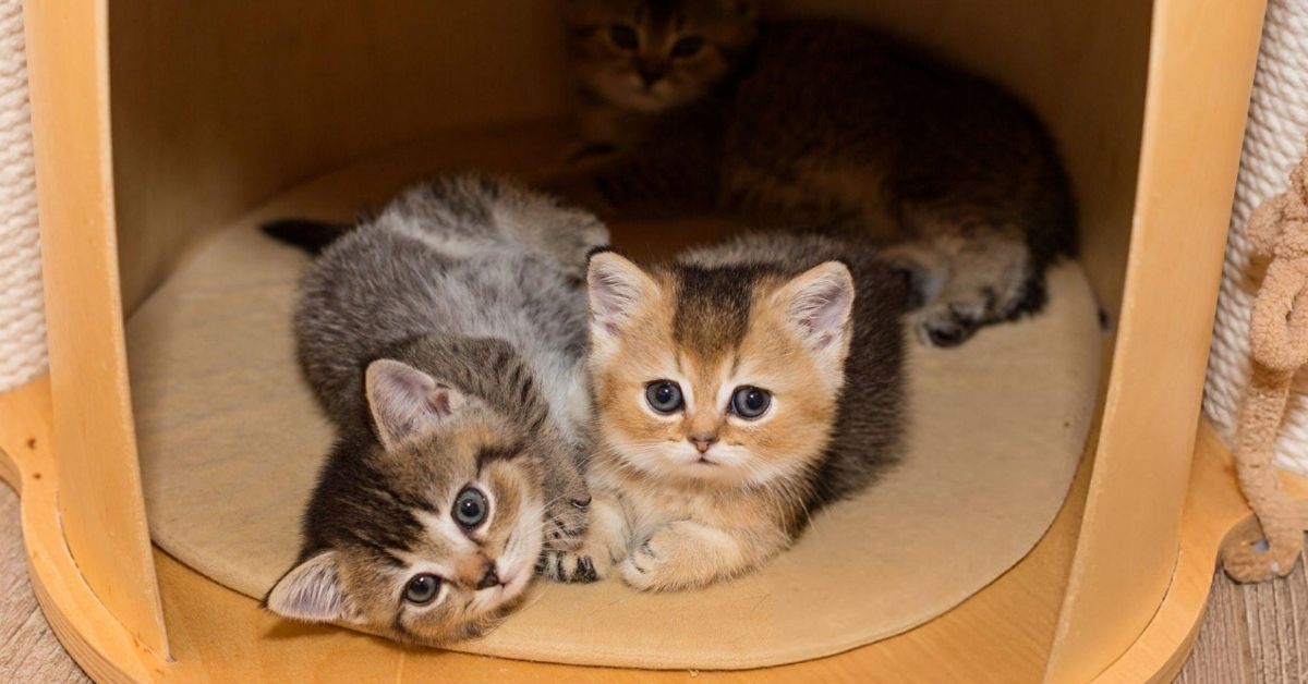 Munchkin Özellikleri ve Bakımı 3 Munchkin Sahiplenme