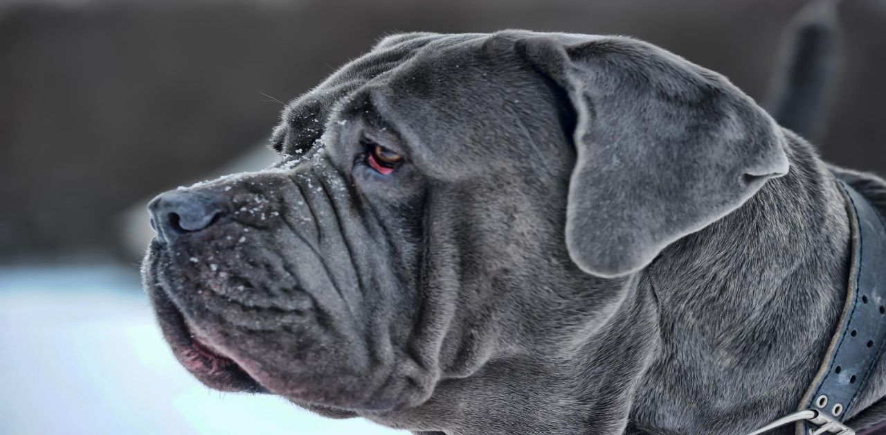 Napoliten Mastiff Özellikleri
