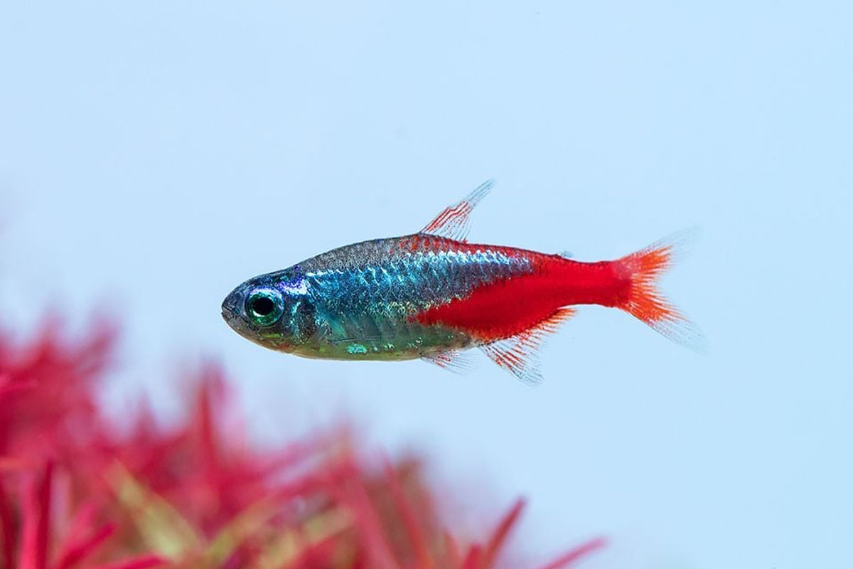 Neon Tetra Beslenmesi: Hangi Yemler Kullanılmalı?