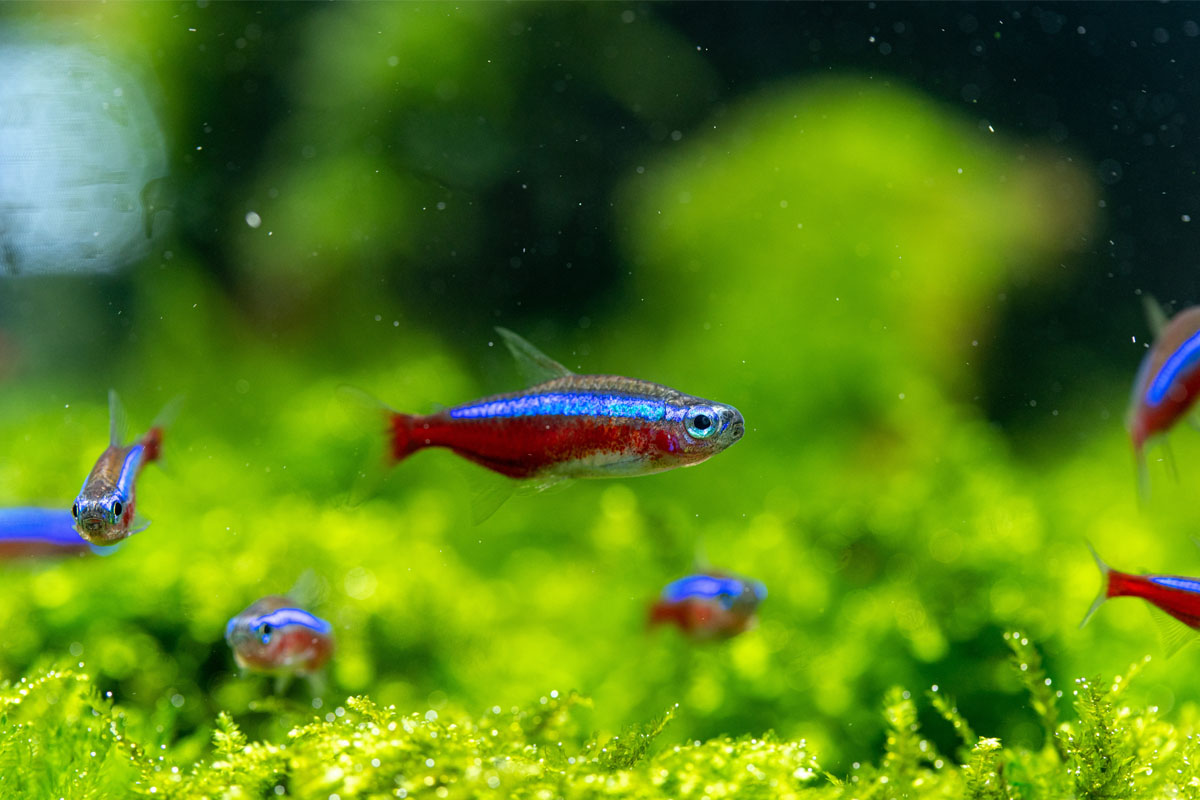 Neon Tetra ile Yaşayan Balıklar: En Uyumlu Tank Arkadaşları