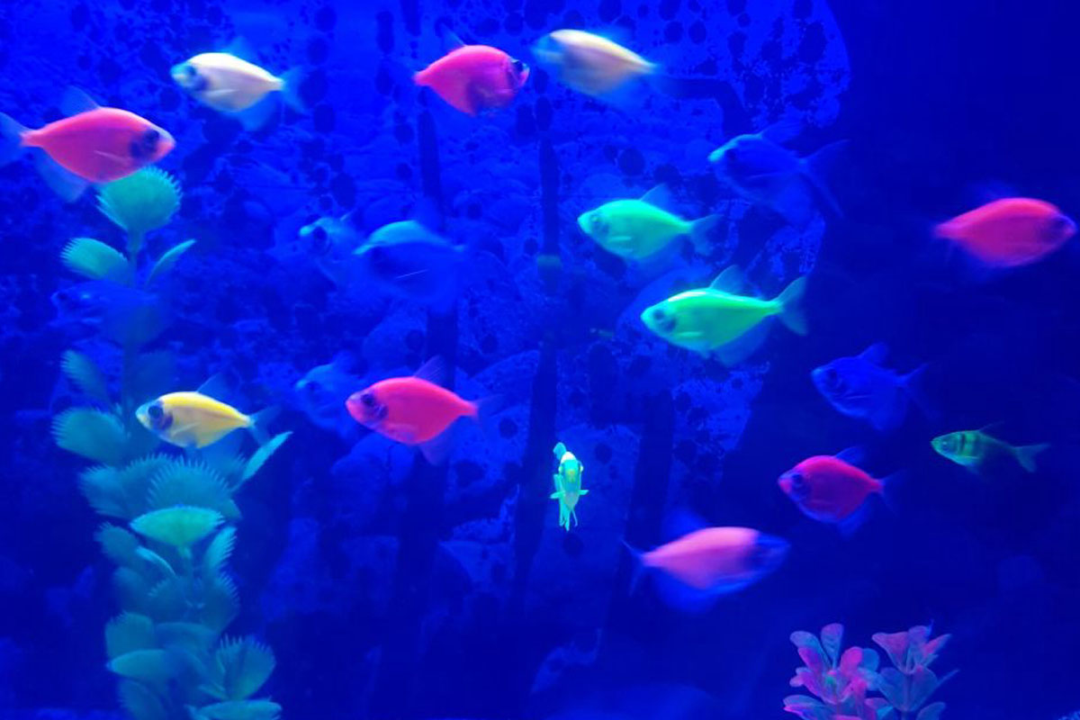 Neon Tetra Üretimi: Yavru Alma ve Üretim Teknikleri