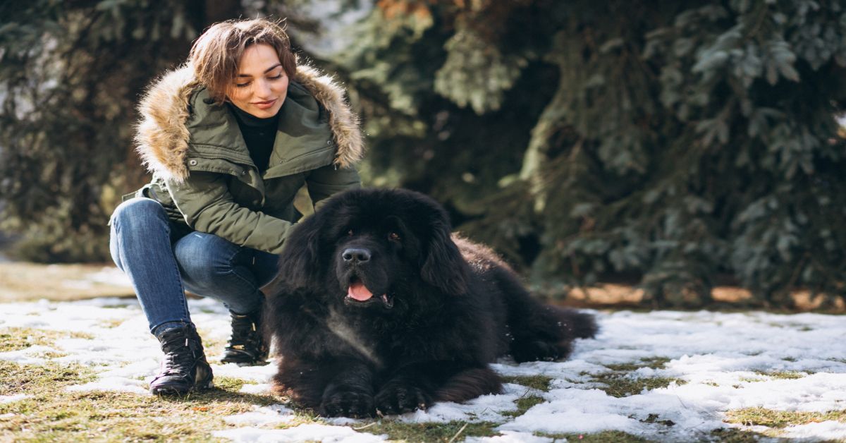 Newfoundland Özellikleri Ve Bakımı 2 Newfoundland Köpekler Ne Yer ?