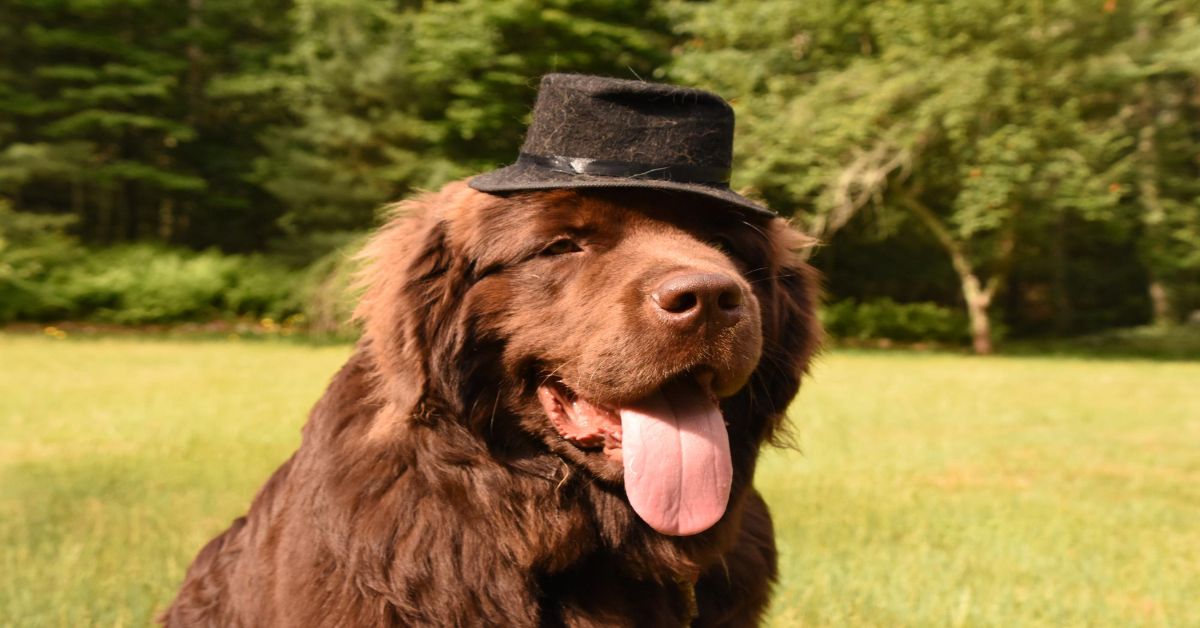 Newfoundland Sahiplenme 