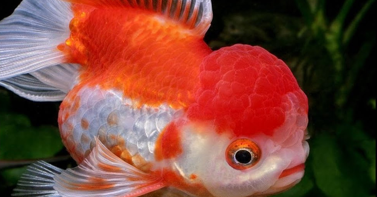 Oranda Japon Balığı Bakımı ve Özellikleri 2 Oranda Japon'u Nasıl Beslenir