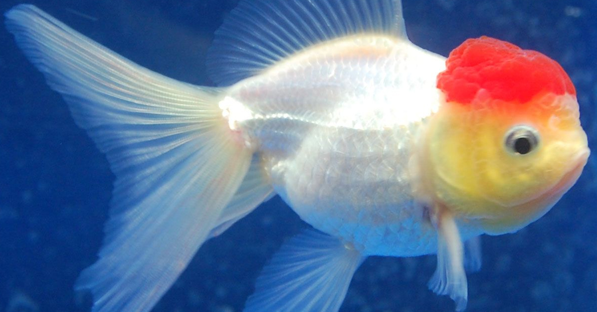Oranda Japon Balığı Bakımı ve Özellikleri 3 Oranda Japonu Nasıl Doğurur