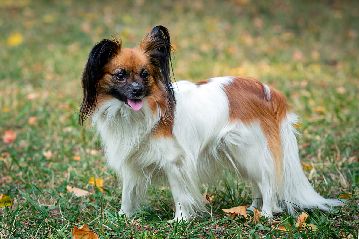 Büyümeyen Küçük Irk Köpek Cinsleri ve Özellikleri 25 Papillon