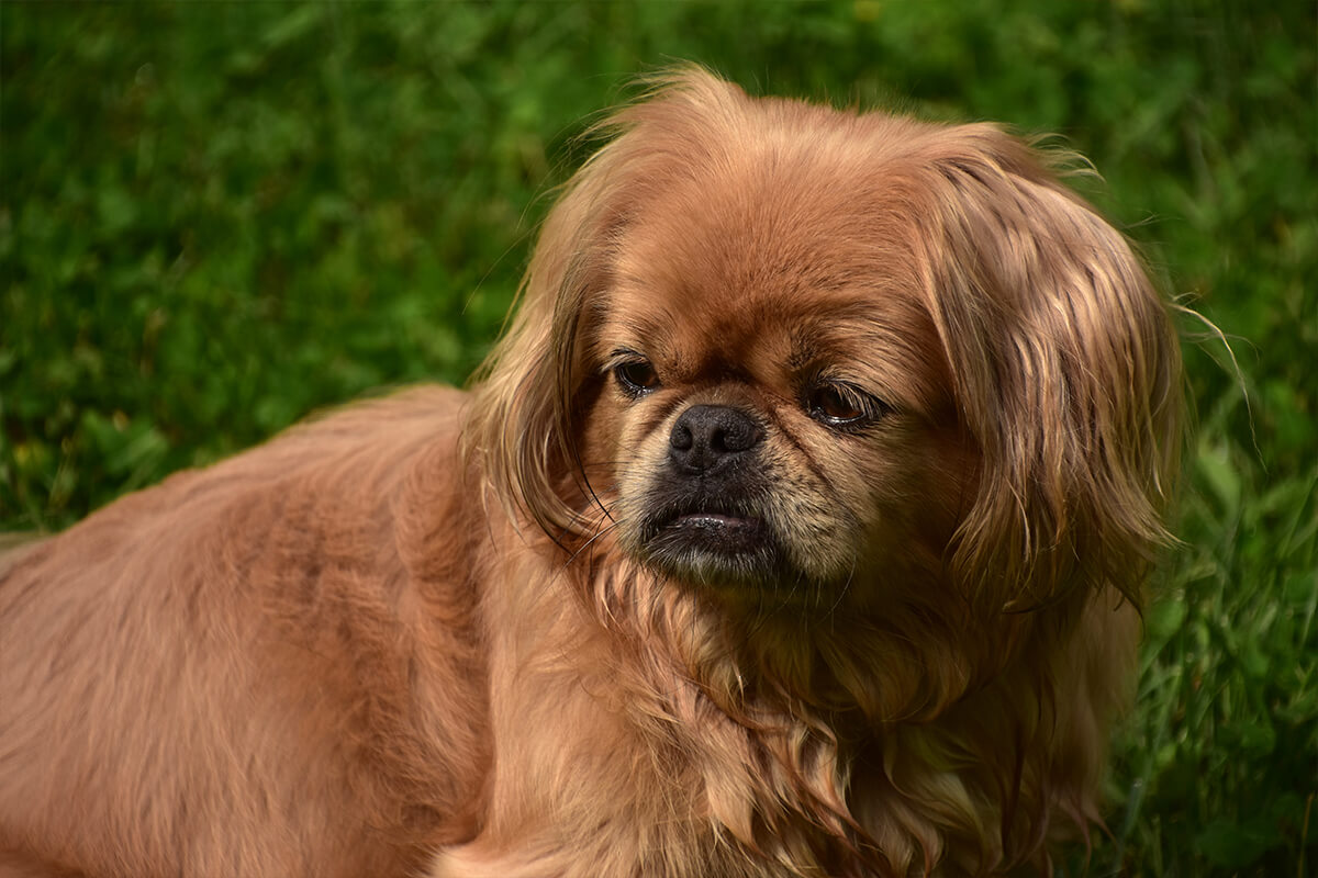 Büyümeyen Küçük Irk Köpek Cinsleri ve Özellikleri 6 Pekingese